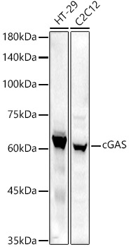 Western blot analysis of extracts of various cell lines, using cGAS antibody at 1:1000 dilution. Secondary antibody: HRP Goat Anti-Rabbit IgG (H+L) at 1:10000 dilution.
Lysates/proteins: 25ug per lane.
Blocking buffer: 3% nonfat dry milk in TBST.
Detection: ECL Enhanced Kit.
Exposure time: 60s.