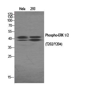 Western Blot analysis of various cells using Phospho-ERK 1/2 (T202/Y204) Polyclonal Antibody