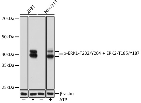 Western blot analysis of extracts of various cell lines, using Phospho-ERK1-T202/Y204 + ERK2-
T185/Y187 Rabbit mAb at 1:1000 dilution.Both 293T cells and NIH/3T3 cells were treated by
ATP(5 mM) at 30℃ for 1 hour.
Secondary antibody: HRP Goat Anti-Rabbit IgG (H+L)at 1:10000 dilution.
Lysates/proteins: 25ug per lane.
Blocking buffer: 3% BSA.
Detection: ECL West Pico Plus.    
Exposure time: 10s.