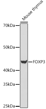 Western blot analysis of extracts of Mouse thymus cells, using FOXP3 antibody  at 1:500 dilution.
Secondary antibody: HRP Goat Anti-Rabbit IgG (H+L) at 1:10000 dilution.
Lysates/proteins: 25ug per lane.
Blocking buffer: 3% nonfat dry milk in TBST.
Detection: ECL West Pico Plus.
Exposure time: 180s.