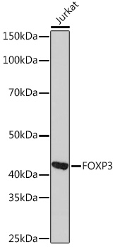 Western blot analysis of extracts of Jurkat cells, using FOXP3 Rabbit mAb  at 1:1000 dilution.
Secondary antibody: HRP Goat Anti-Rabbit IgG (H+L) at 1:10000 dilution.
Lysates/proteins: 25ug per lane.
Blocking buffer: 3% nonfat dry milk in TBST.
Detection: ECL West Pico Plus.
Exposure time: 10s.
