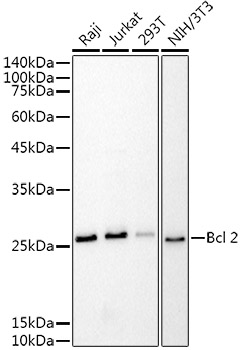 Western blot analysis of extracts of various cell lines, using Bcl-2 antibody ) at 1:1000
dilution.
Secondary antibody: HRP Goat Anti-Mouse IgG (H+L) at 1:10000 dilution.
Lysates/proteins: 25ug per lane.
Blocking buffer: 3% nonfat dry milk in TBST.
Detection: ECL West Pico plus.
Exposure time: 10s.