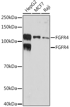 Western blot analysis of extracts of various cell lines, using FGFR4 Rabbit mAb at 1:1000
dilution.
Secondary antibody: HRP Goat Anti-Rabbit IgG (H+L) at 1:10000 dilution.
Lysates/proteins: 25ug per lane.
Blocking buffer: 3% nonfat dry milk in TBST.
Detection: ECL West Pico Plus. 
Exposure time: 3min.
