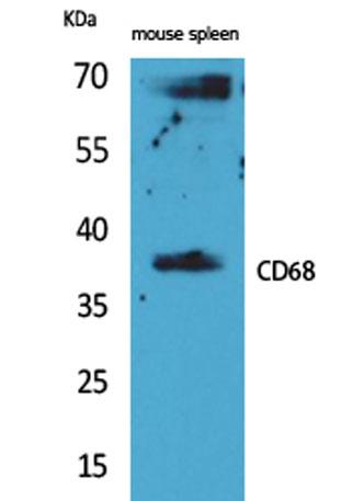Western Blot analysis of mouse spleen cells using CD68 Polyclonal Antibody. Secondary antibody was diluted at 1:20000