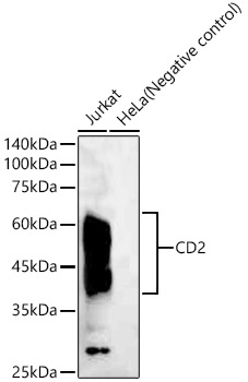 Western blot analysis of various lysates, using CD2 Rabbit mAb at 1:1000 dilution.
Secondary antibody: HRP Goat Anti-Rabbit IgG (H+L) at 1:10000 dilution.
Lysates/proteins: 25μg per lane.
Blocking buffer: 3% nonfat dry milk in TBST.
Detection: ECL West Pico Plus.
Exposure time: 180s.