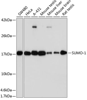 Western blot analysis of extracts of various cell lines, using SUMO1 antibody at 1:1000
dilution.
Secondary antibody: HRP Goat Anti-Rabbit IgG (H+L) at 1:10000 dilution.
Lysates/proteins: 25μg per lane.
Blocking buffer: 3% nonfat dry milk in TBST.
Detection: ECL West Pico Plus.
Exposure time: 60s.