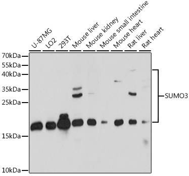 Western blot analysis of extracts of various cell lines, using SUMO3 antibody at 1:1000 dilution.
Secondary antibody: HRP Goat Anti-Rabbit IgG (H+L) at 1:10000 dilution.
Lysates/proteins: 25μg per lane.
Blocking buffer: 3% nonfat dry milk in TBST.
Detection: ECL West Pico Plus.   
Exposure time: 90s.