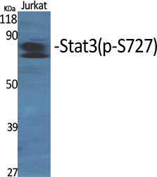 Western Blot analysis of various cells using Phospho-Stat3 (S727) Polyclonal Antibody diluted at 1:2000