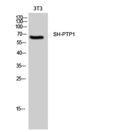 Western Blot analysis of 3T3 cells using SH-PTP1 Polyclonal Antibody