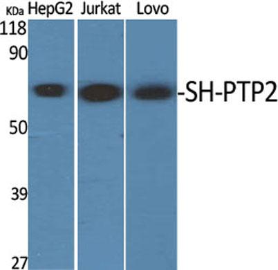 Western Blot analysis of various cells using SH-PTP2 Polyclonal Antibody diluted at 1:2000