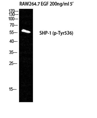 Western Blot analysis of RAW264.7+EGF cells using Phospho-SH-PTP1 (Y536) Polyclonal Antibody