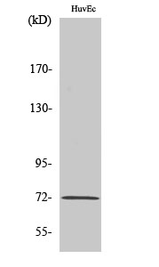 Western Blot analysis of various cells using Phospho-SH-PTP2 (Y542) Polyclonal Antibody diluted at 1:1000