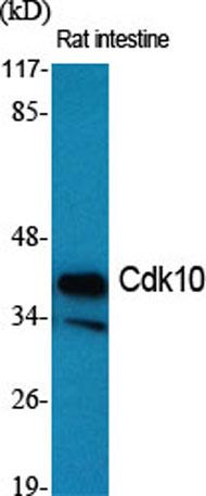 Western Blot analysis of various cells using Cdk10 Polyclonal Antibody diluted at 1:500