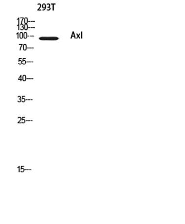Western blot analysis of 293T using Axl antibody.
Antibody was diluted at 1:500. Secondary antibody was diluted at 1:20000
