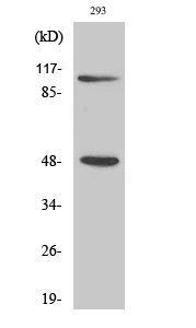 Western Blot analysis of 293 cells using NFκB-p105/p50 Polyclonal Antibody diluted at 1:500