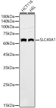 Western blot analysis of extracts of various cell lines, using Ferroprotein antibody at 1:1000 dilution