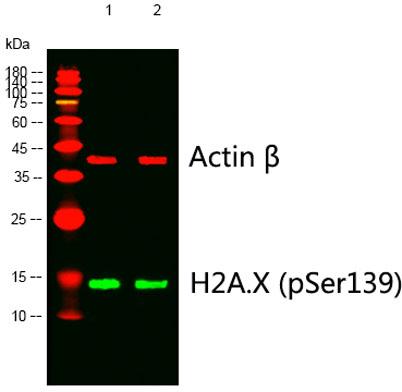 Western blot analysis of lysates from 1) 4T1, 2) 293 cells, (Green) primary antibody was diluted at 1:1000, 4°over
night, Dylight 800 secondary antibody was diluted at 1:10000, 37° 1hour. (Red) Actin β Monoclonal Antibody(5B7)