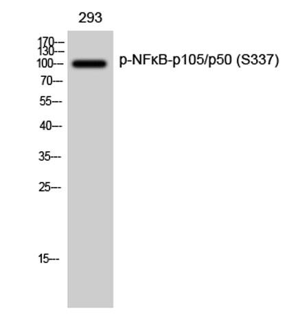 Western Blot analysis of 293 cells using Phospho-NFκB-p105/p50 (S337) Polyclonal Antibody diluted at 1:1000