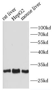 Various lysates were subjected to SDS PAGE followed by western blot with HMOX1 Antibody at dilution of 1:1000
