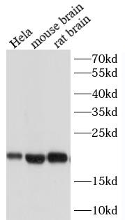 Various lysates were subjected to SDS PAGE followed by western blot with SOD1 antibody at dilution of 1:2000
