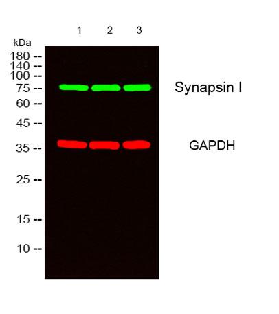 Western blot analysis of lysates from
1) Hela,
2) 293,
3) NIH-3T3 cells, (Green) primary antibody was diluted at 1:1000, 4°over night, secondary antibody was diluted at 1:10000, 37° 1hour. (Red) GAPDH Monoclonal Antibody(2B8) antibody was diluted at 1:5000 as loading control, 4° over night,secondary antibody was diluted at 1:10000, 37° 1hour.