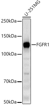 Western blot analysis of U-251MG cells, using FGFR1 antibody at 1:10000 dilution.
Secondary antibody: HRP Goat Anti-Rabbit IgG (H+L) at 1:10000 dilution.
Lysates/proteins: 25μg per lane.
Blocking buffer: 3% nonfat dry milk in TBST.
Detection: ECL West Pico Plus.  
Exposure time: 180s.