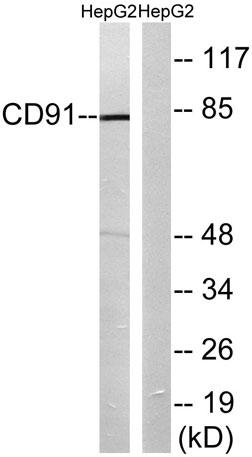 Western blot analysis of lysates from HepG2 cells, using CD91 Antibody. The lane on the right is blocked with the
synthesized peptide.
