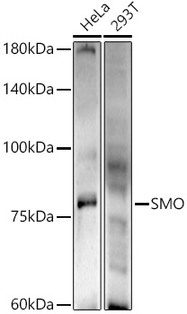 Western blot analysis of extracts of various cell lines, using SMO antibody at 1:500 dilution.
Secondary antibody: HRP Goat Anti-Rabbit IgG (H+L) at 1:10000 dilution.
Lysates/proteins: 25μg per lane.
Blocking buffer: 3% nonfat dry milk in TBST.
Detection: ECL West Pico Plus.
Exposure time: 120s.
