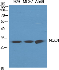 Western Blot analysis of various cells using NQO1 Polyclonal Antibody diluted at 1:2000