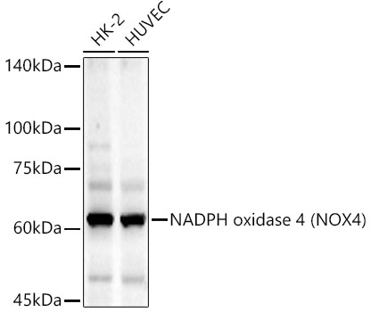 Western blot analysis of extracts of various lysates, using NADPH oxidase 4 (NOX4) Rabbit mAb
at 1:1000 dilution.
Secondary antibody: HRP Goat Anti-Rabbit IgG (H+L) at 1:10000 dilution.
Lysates/proteins: 25μg per lane.
Blocking buffer: 3% nonfat dry milk in TBST.
Detection: ECL West Pico Plus.
Exposure time: 90s.
