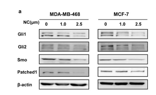 Sun, Mingjuan, et al. "Hedgehog pathway is involved in nitidine chloride induced inhibition of epithelial-mesenchymal transition and cancer stem cells-like properties in breast cancer cells." Cell & bioscience 6.1 (2016): 44.