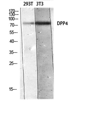 Western blot analysis of 293T 3T3 lysis using DPP4 antibody. Antibody was diluted at 1:500.
Secondary antibody was diluted at 1:20000
