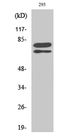 Western Blot analysis of various cells using Splicing factor 1 Polyclonal Antibody diluted at 1:500