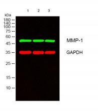 Western blot analysis of lysates from 1) K562, 2) Jurkat, 3) Hela cells, （Green） primary antibody was diluted at
1:1000, 4°over night, secondary antibody was diluted at 1:10000, 37° 1hour.
（Red） GAPDH Monoclonal Antibody(2B8)