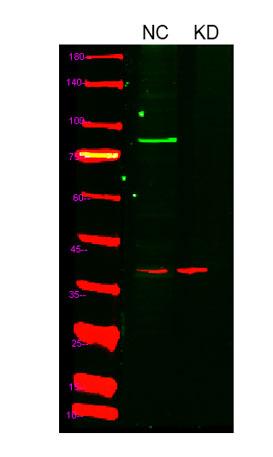 Western blot analysis of lysates from 
1)Hela cell ,  
2)Hela cells knockdown by siRNA (F:GCCACAUUCACGUAUAUGATT,R:UCAUAUACGUGAAUGU GGCTT),(Green) primary antibody was diluted at 1:1000,4°over night, AF 800 secondary antibody.