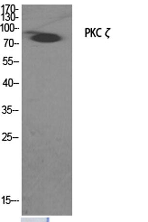 Western Blot analysis of various cells using PKC ζ Polyclonal Antibody diluted at 1:2000