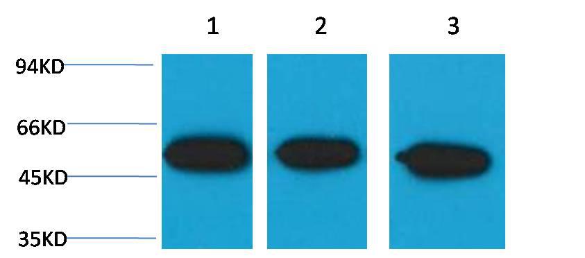 Western blot analysis of) Hela 2)Mouse Brain 3) Rat Brain with β III tubulin Mouse mAb diluted at:5000.