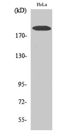 Western Blot analysis of various cells using COL5A1 Polyclonal Antibody.