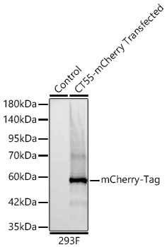 Western blot analysis of lysates from wild type (WT) and 293F cells transfected with CT55-mCherry-Tag
using mCherry-Tag Rabbit mAb at 1:6800 dilution incubated overnight at 4℃.
Secondary antibody: HRP-conjugated Goat anti-Rabbit IgG (H+L) at 1:10000 dilution.
Lysates/proteins: 30 μg per lane.
Blocking buffer: 3% nonfat dry milk in TBST.
Detection: ECL West Pico Plus.
.Exposure time: 20s.