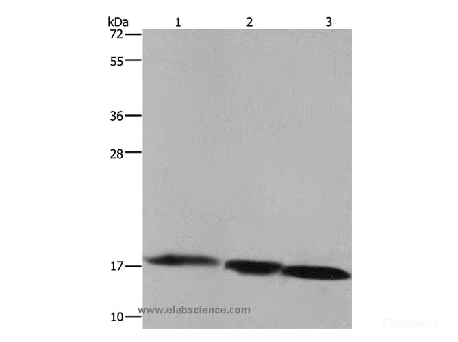 Western Blot analysis of Raji cell, Mouse liver and heart tissue using FIS1 Polyclonal Antibody at dilution
of 1:500