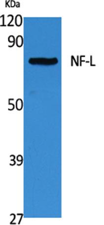 Western Blot analysis of extracts from Jurkat cells, using NF-L Polyclonal Antibody. Secondary antibody was diluted at 1:20000