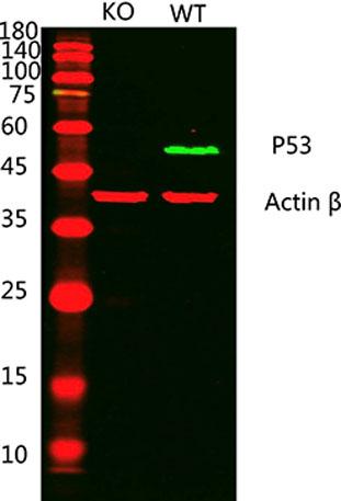Western blot analysis of lysates from 1)p53 knockout A431 cell , 2)A431 cells, (Green) primary antibody was diluted at 1:1000, 4°over night, Dylight 800 secondary antibody was diluted at 1:10000, 37° 1hour. (Red) Actin β Monoclonal Anti