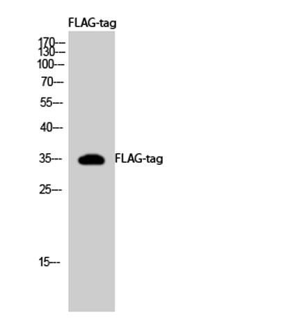 Western Blot analysis using FLAG-tag Polyclonal Antibody against HEK293 cells transfected with vector overexpressing FLAG tag (1) and untransfected (2). Secondary antibody was diluted at 1:20000