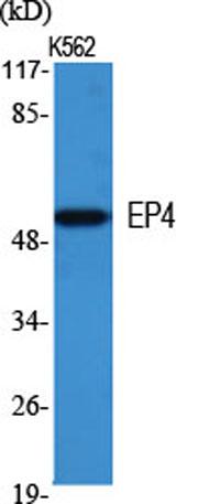 Western Blot analysis of various cells using EP4 Polyclonal Antibody