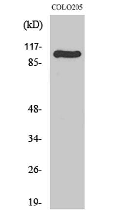 Western Blot analysis of various cells using GluR-1 Polyclonal Antibody diluted at 1:500
