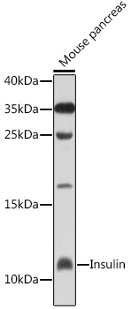 Western blot analysis of extracts of mouse pancreas, using Insulin antibody at 1:1000 dilution.
Secondary antibody: HRP Goat Anti-Rabbit IgG (H+L) at 1:10000 dilution.
Lysates/proteInsulin: 25ug per lane.
Blocking buffer: 3% nonfat dry milk in TBST.
Detection: ECL West Pico Plus.
Exposure time: 30s.