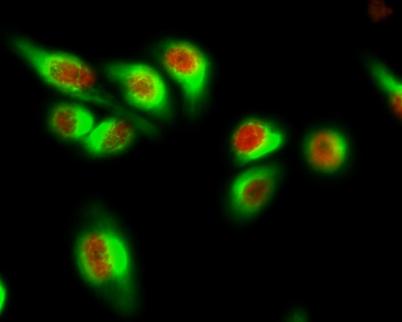 Immunofluorescence analysis of Hela cell. 1,AR Polyclonal Antibody(red) was diluted at 1:200(4° overnight). GFAP Monoclonal Antibody(5C8)(green) was diluted at 1:200(4°overnight). 2, Goat Anti Rabbit Alexa Fluor 594 was diluted at 1:1000.