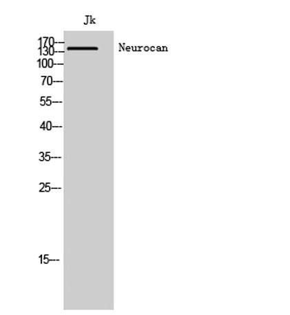 Western Blot analysis of Jk cells using Neurocan Polyclonal Antibody