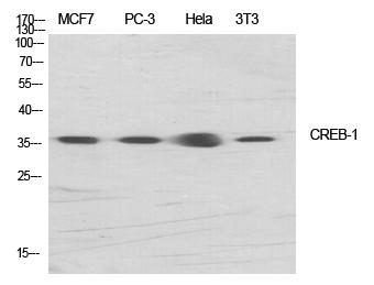 Western Blot analysis of various cells using CREB-1 Polyclonal Antibody diluted at 1:1000