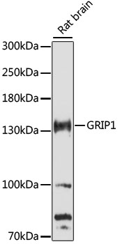 Western blot analysis of lysates from rat brain, using GRIP1 Rabbit pAb  at 1:3000 dilution.
Secondary antibody: HRP Goat Anti-Rabbit IgG (H+L) at 1:10000 dilution.
Lysates/proteins: 25μg per lane.
Blocking buffer: 3% nonfat dry milk in TBST.
Detection: ECL West Pico Plus.
Exposure time: 90s.